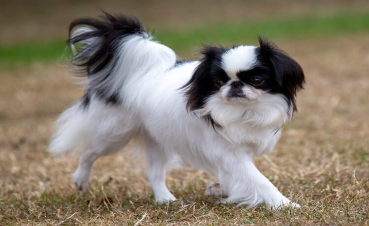 Japanese Chin